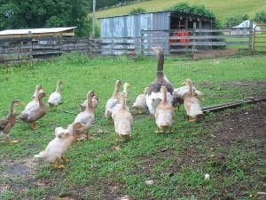 The Mother Goose of the Farm Image